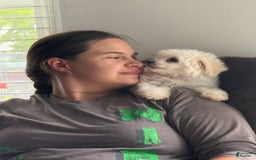 Bichon Frise dogs for sale: Buddy - Image 12