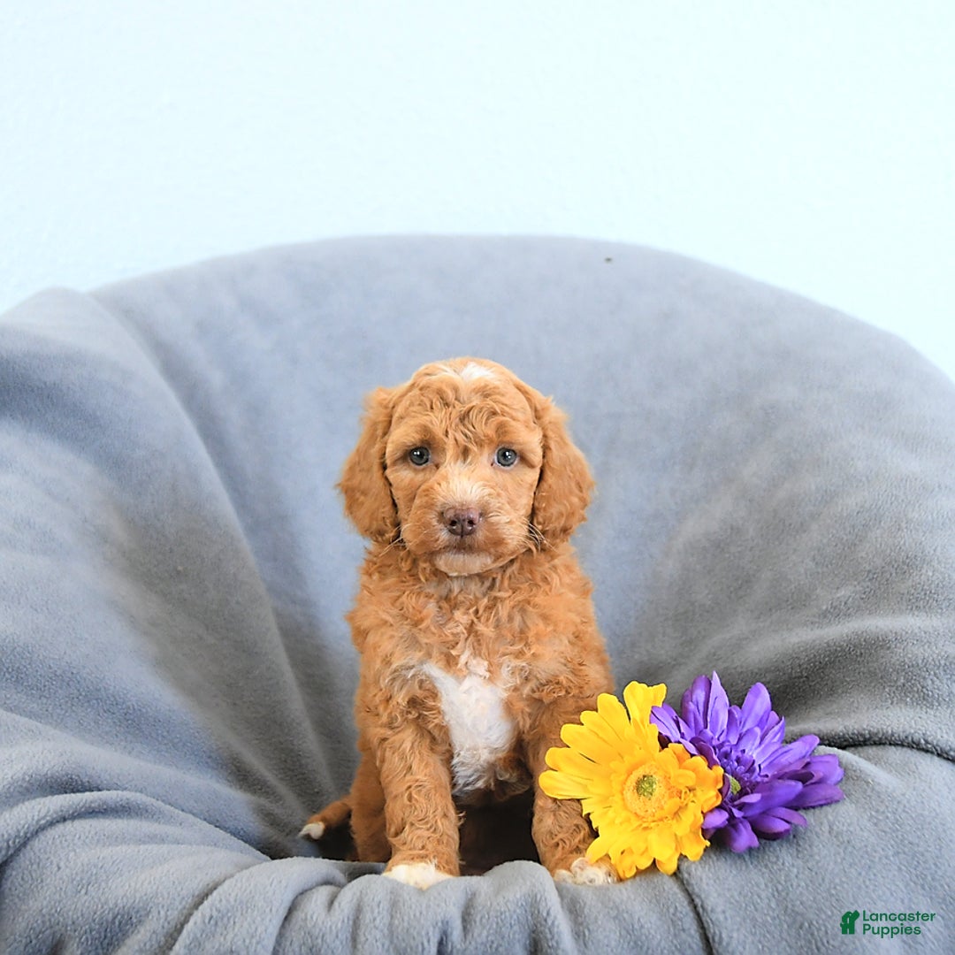 Mini Goldendoodle dogs for sale: Lola - Image 5