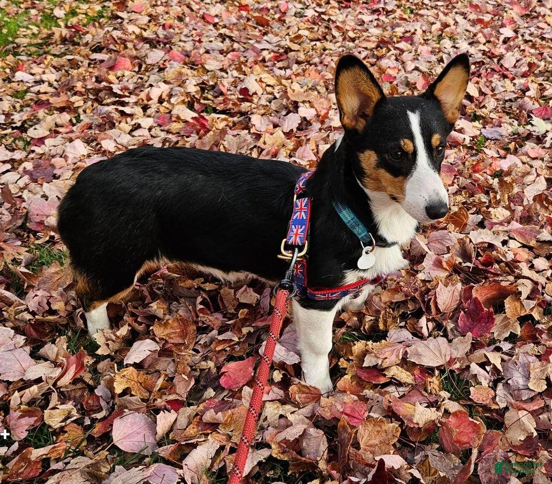 Welsh Corgi Pembroke dogs for sale: Cleopatra - Image 2