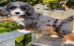 Mini Bernedoodle dogs for sale: 💙 Boston Ma 💙 Mini Bernedoodle - Image 8