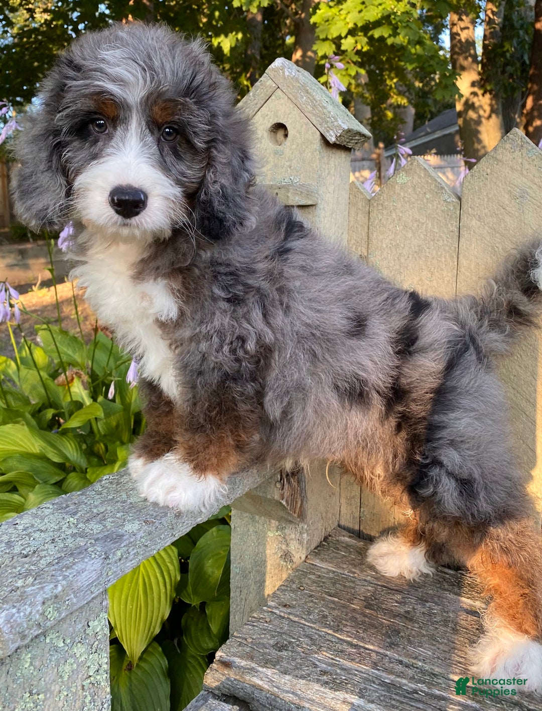Mini Bernedoodle dogs for sale: 💙 Boston Ma 💙 Mini Bernedoodle - Image 8