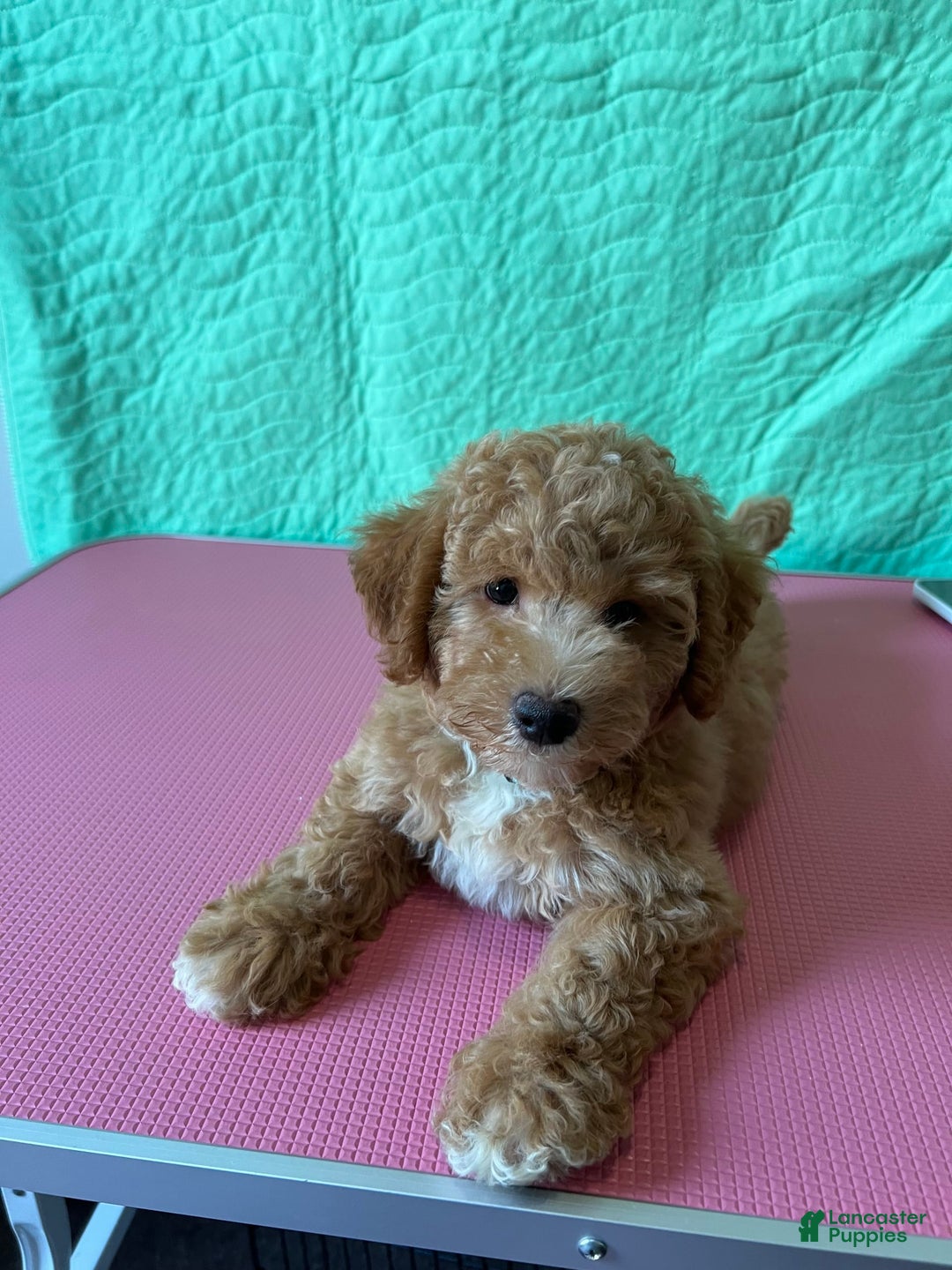 Bichpoo dogs for sale: Nick - Image 2