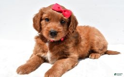 Mini Goldendoodle dogs for sale: Tasha - Image 6