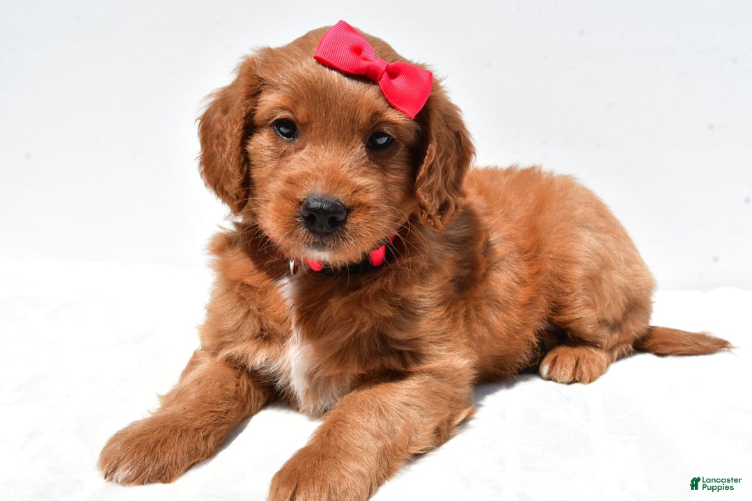 Mini Goldendoodle dogs for sale: Tasha - Image 6
