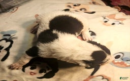 Border Collie dogs for sale: Fasti - Image 4