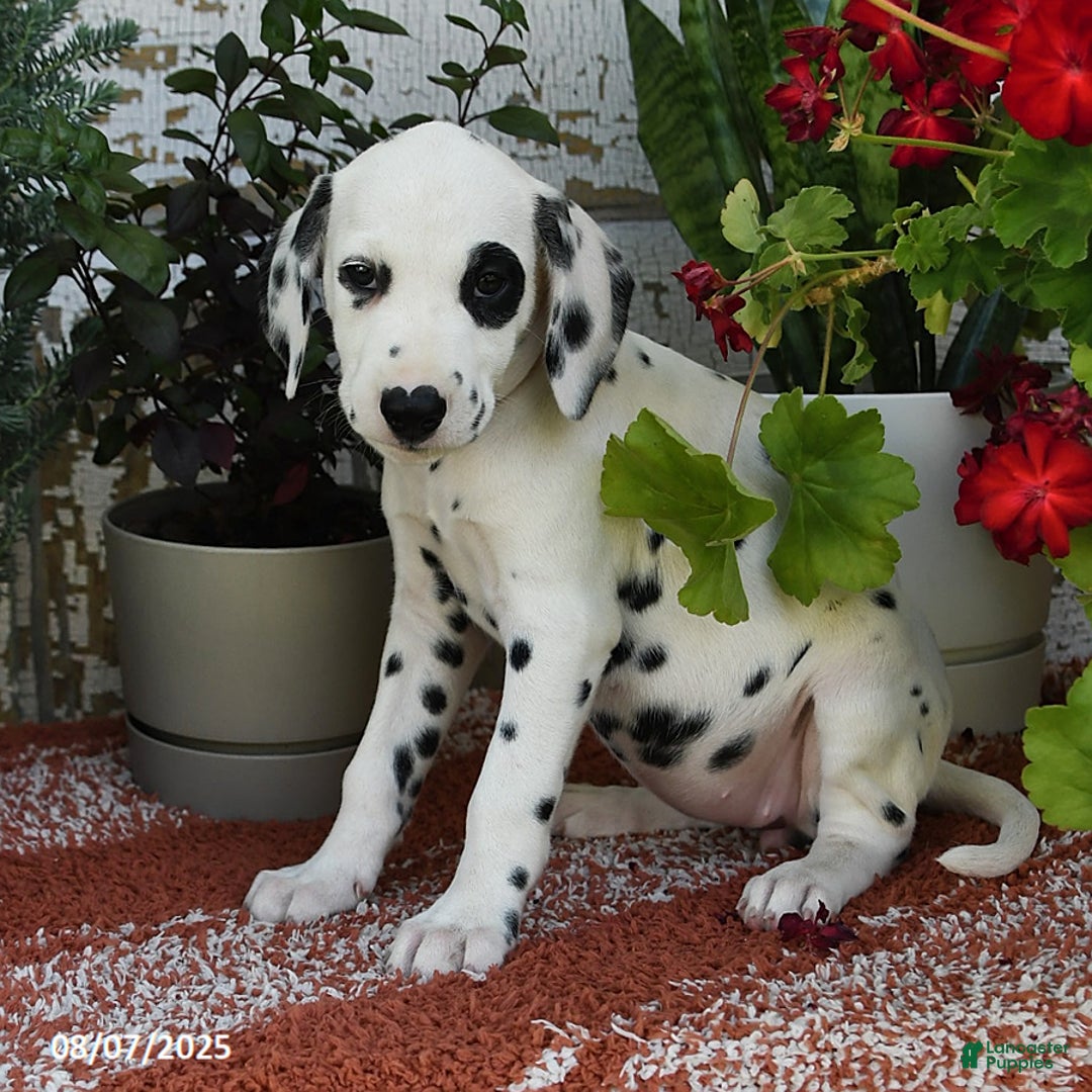 Dalmatian dogs for sale: Roxie - Image 3