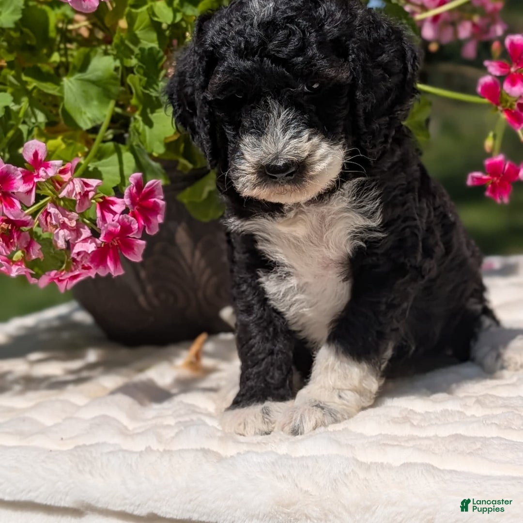 Mini Bernedoodle dogs for sale: Sienna - Image 1
