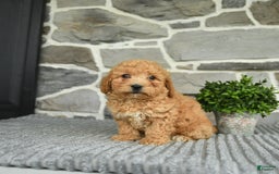 Bichpoo dogs for sale: Vosco - Image 5