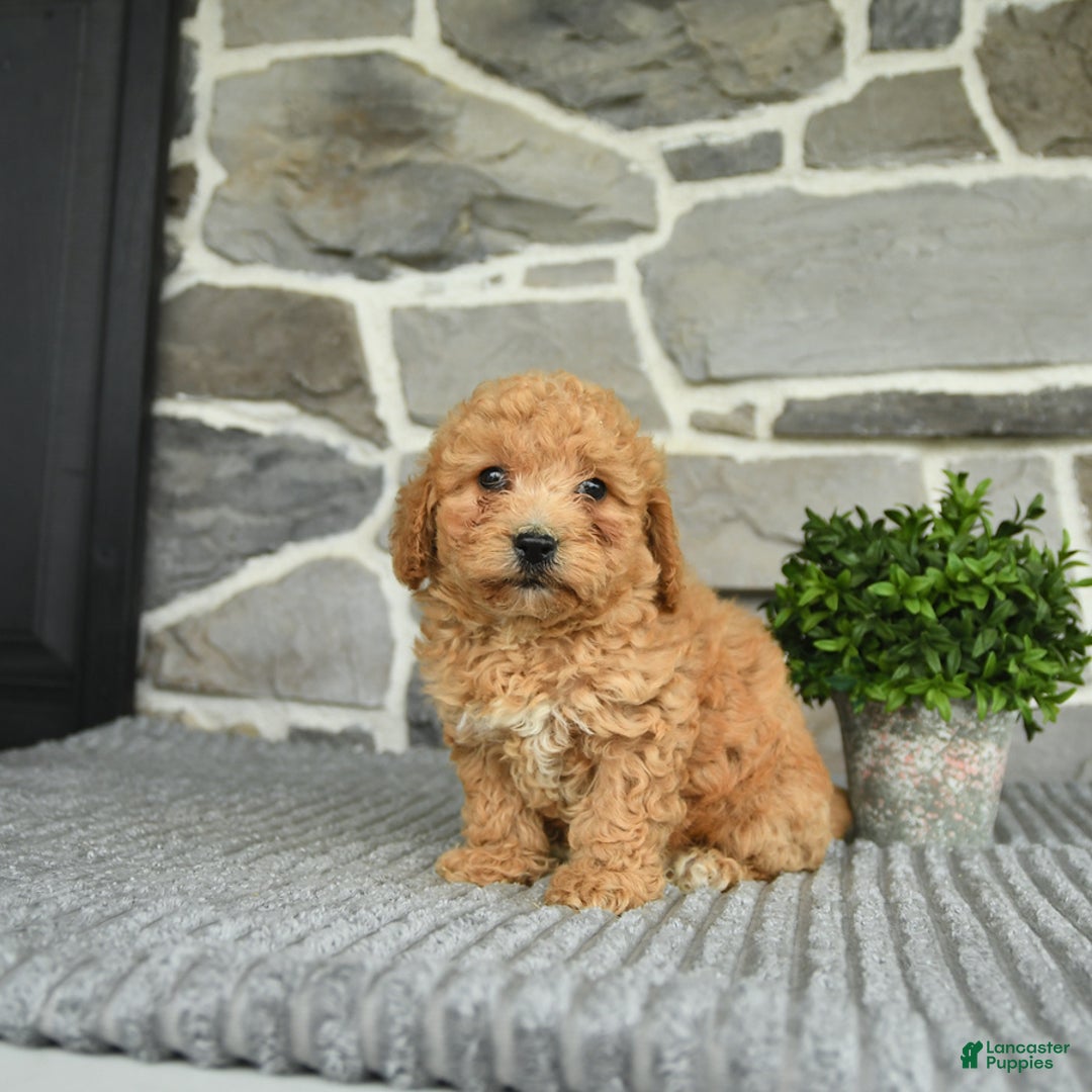Bichpoo dogs for sale: Vosco - Image 5