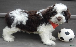 Cockapoo dogs for sale: Patches - Image 1