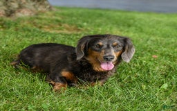Miniature Dachshund dogs for sale: Chocolate - Image 11