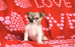 Chihuahua dogs for sale: Pete - Image 6