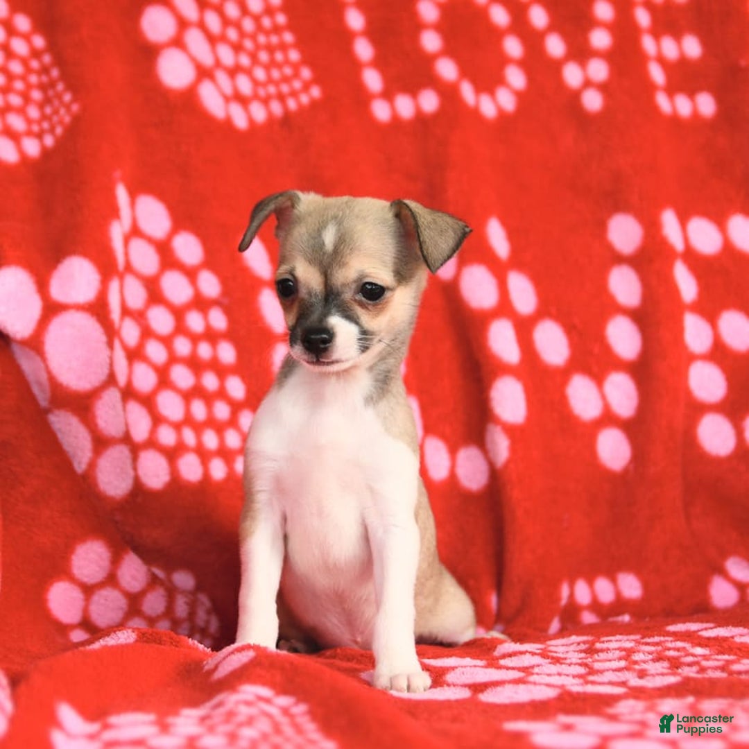 Chihuahua dogs for sale: Pete - Image 6
