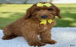 Goldendoodle dogs for sale: Channel - Image 5