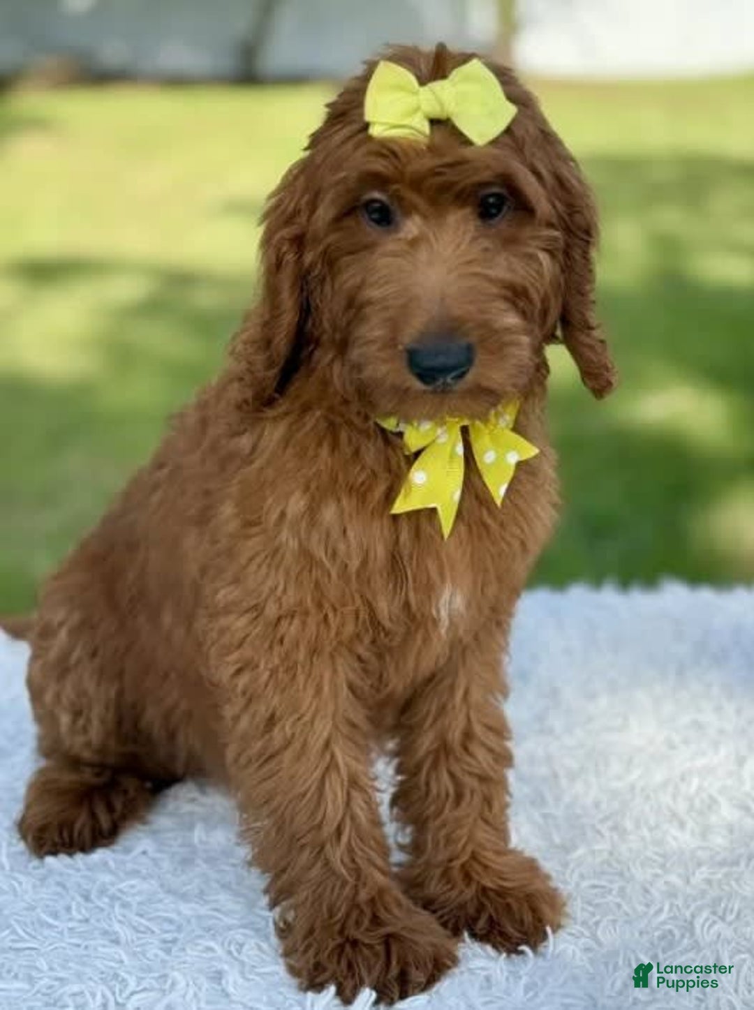 Goldendoodle dogs for sale: Channel - Image 5