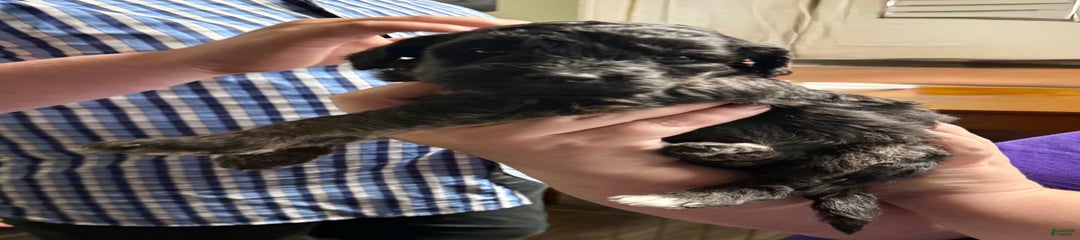 Patsy