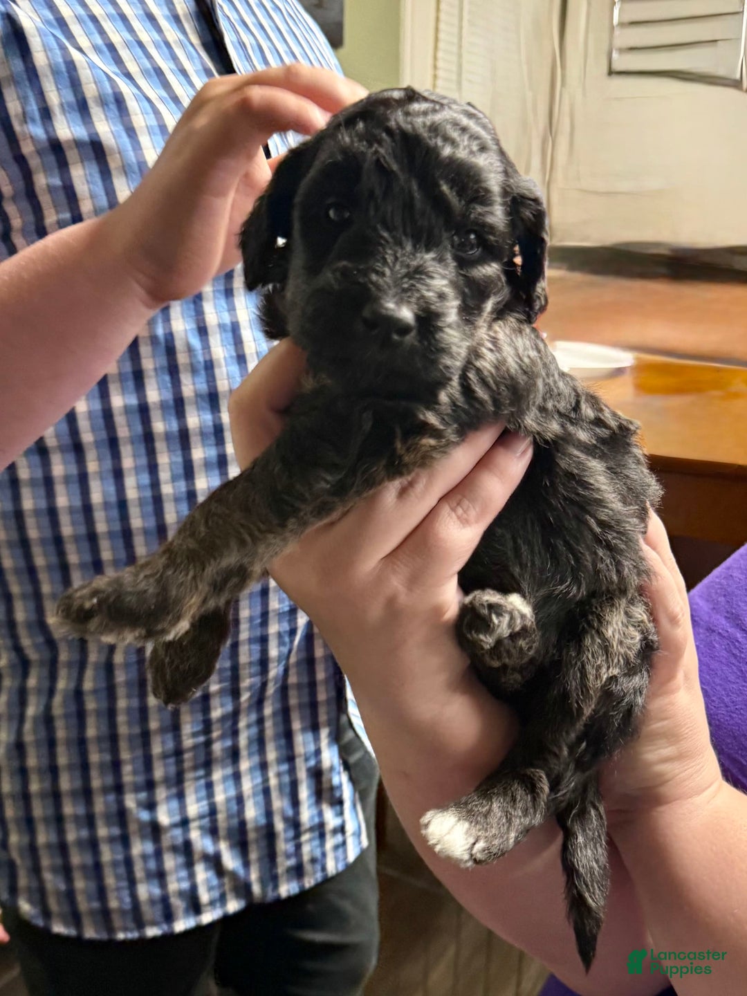 Goldendoodle dogs for sale: Patsy - Image 1