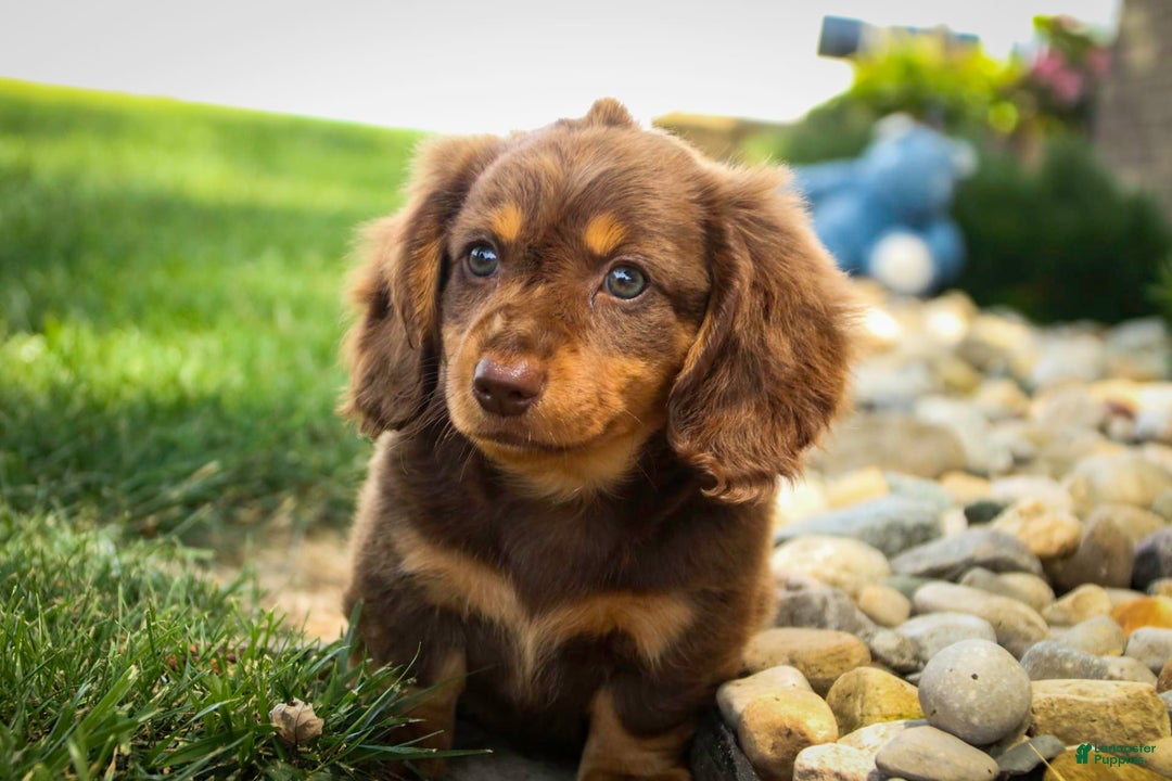Miniature Dachshund dogs for sale: Harry - Image 7