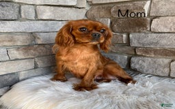 Cavapoo dogs for sale: Mason - Image 6