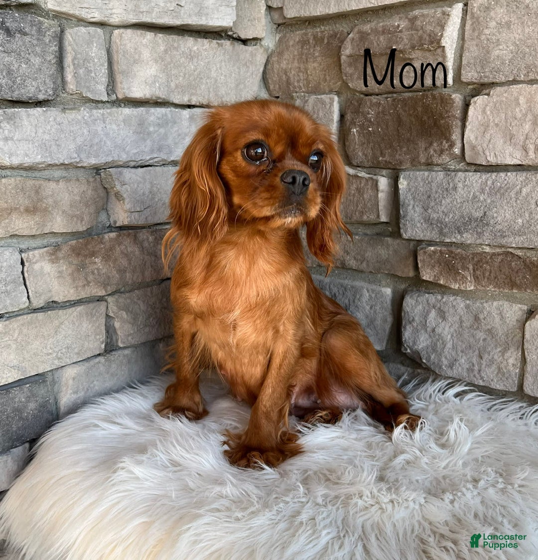 Cavapoo dogs for sale: Mason - Image 6