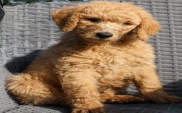 Goldendoodle dogs for sale: Black - Image 1