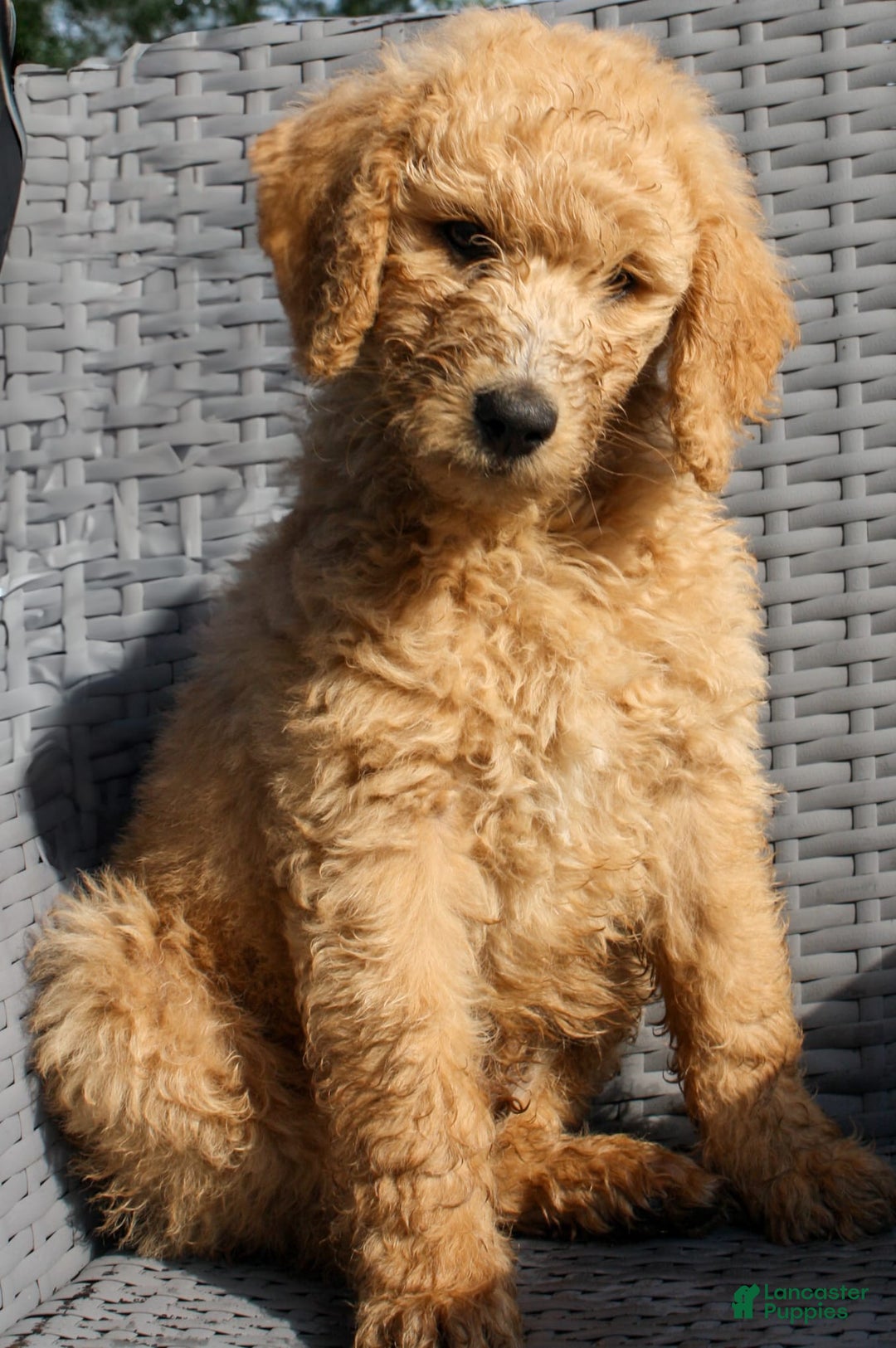 Goldendoodle dogs for sale: Black - Image 1