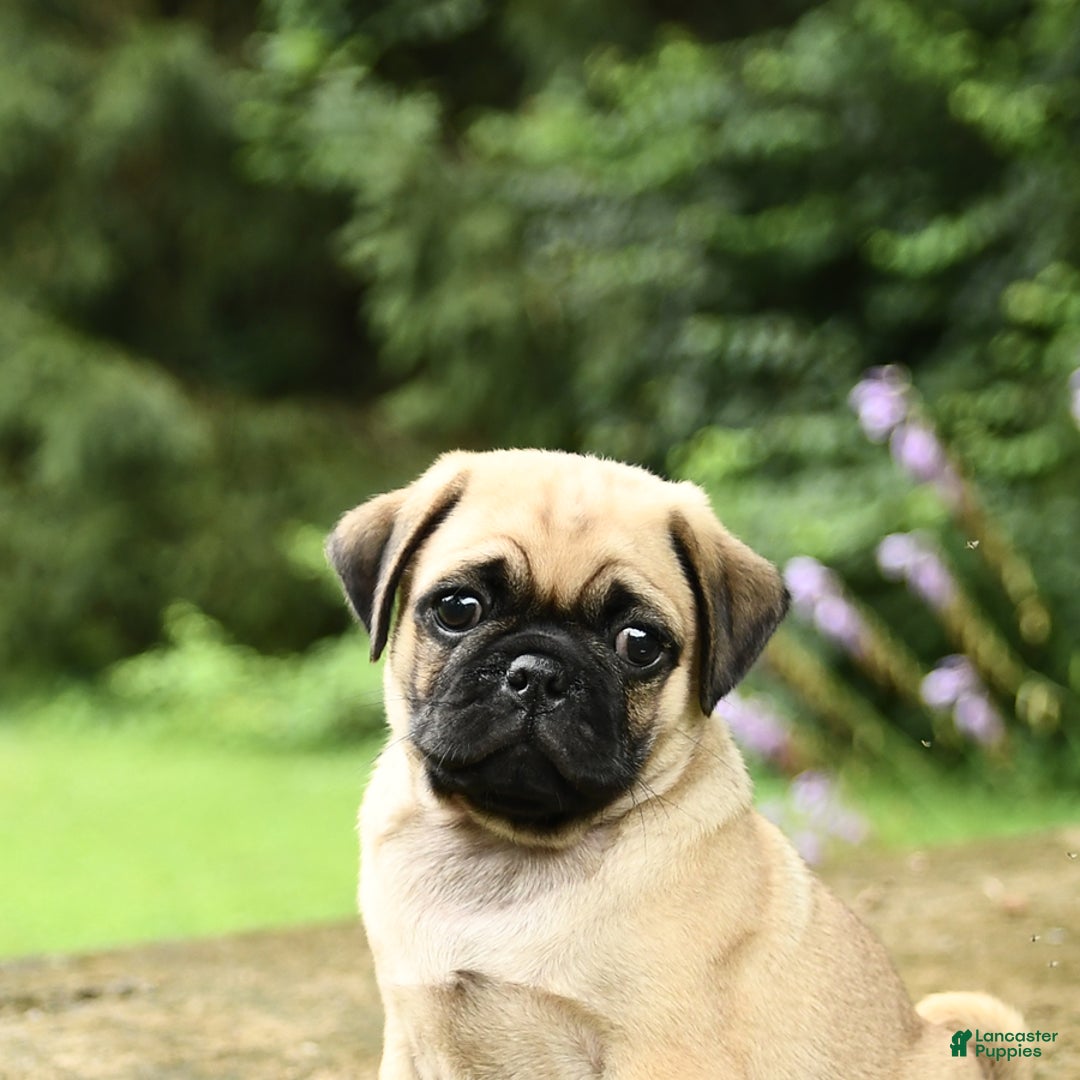 Pug dogs for sale: Trophy - Image 9
