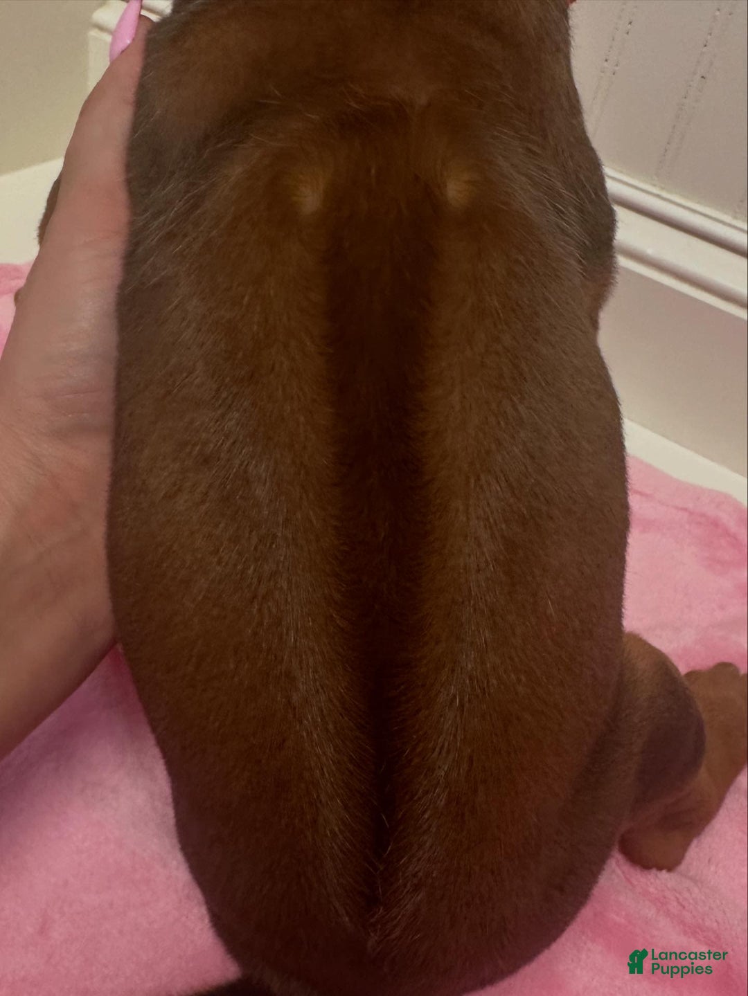 Rhodesian Ridgeback dogs for sale: Sandy - Image 1