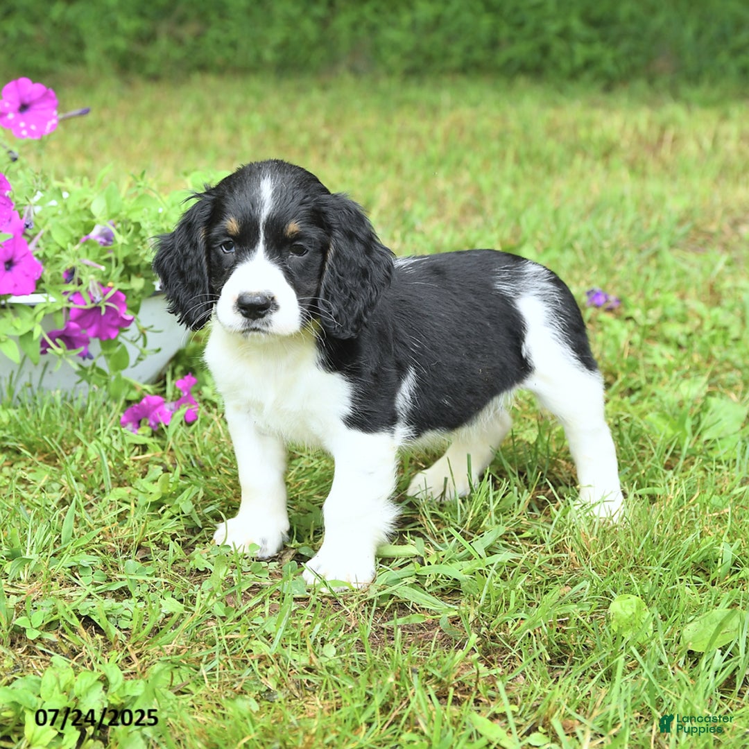 English Springer Spaniel dogs for sale: Petey - Image 4