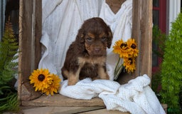 Cockapoo dogs for sale: Heaven - Image 5