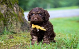 Cockapoo dogs for sale: Bruno - Image 2