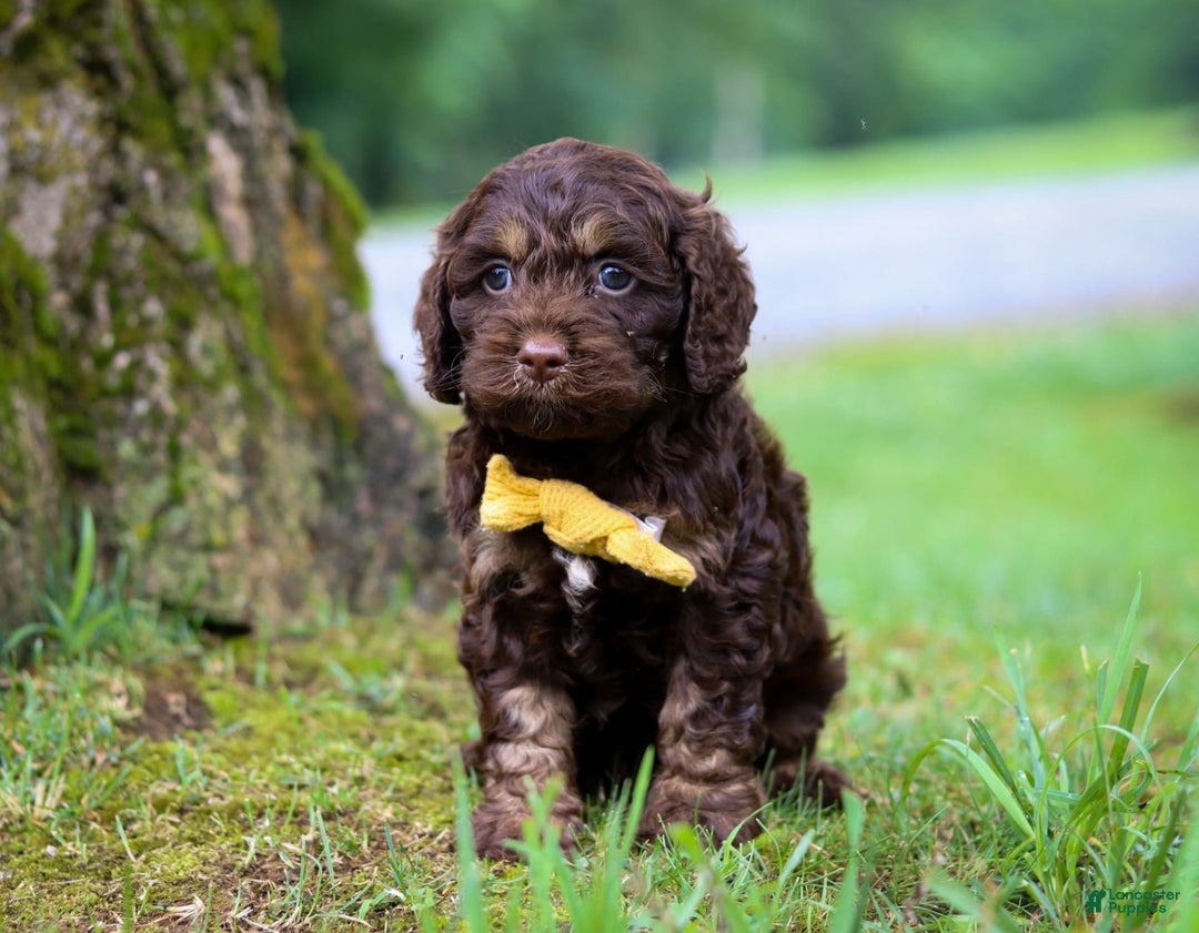 Cockapoo dogs for sale: Bruno - Image 2