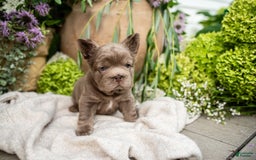 French Bulldog dogs for sale: Opal - Image 3