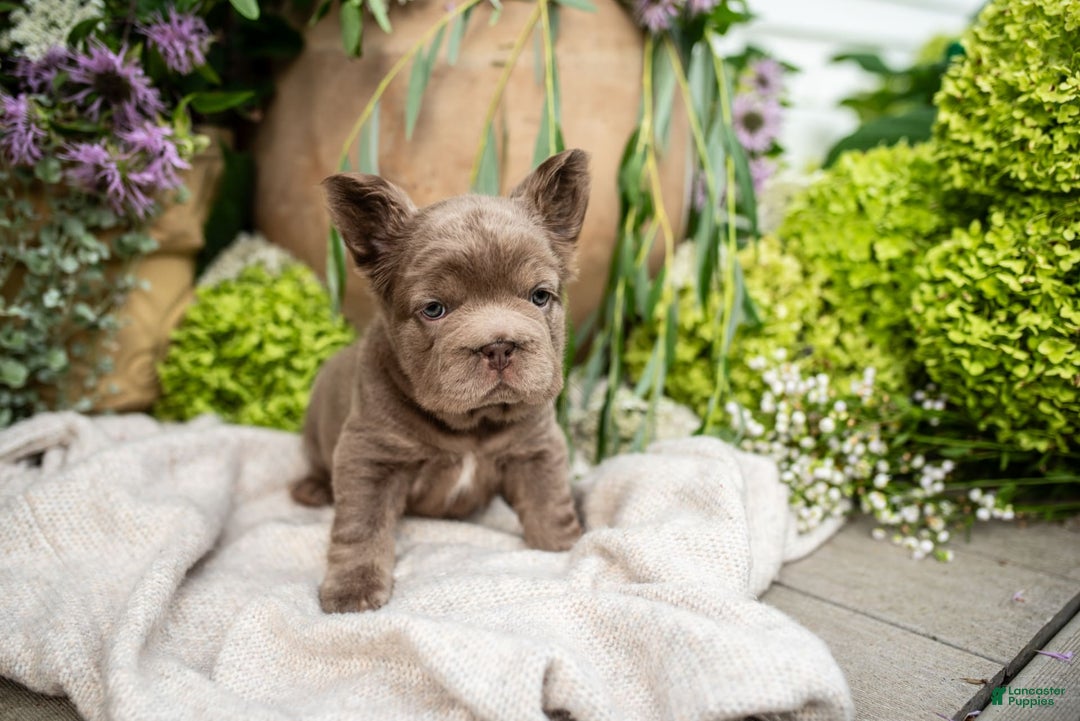 French Bulldog dogs for sale: Opal - Image 3