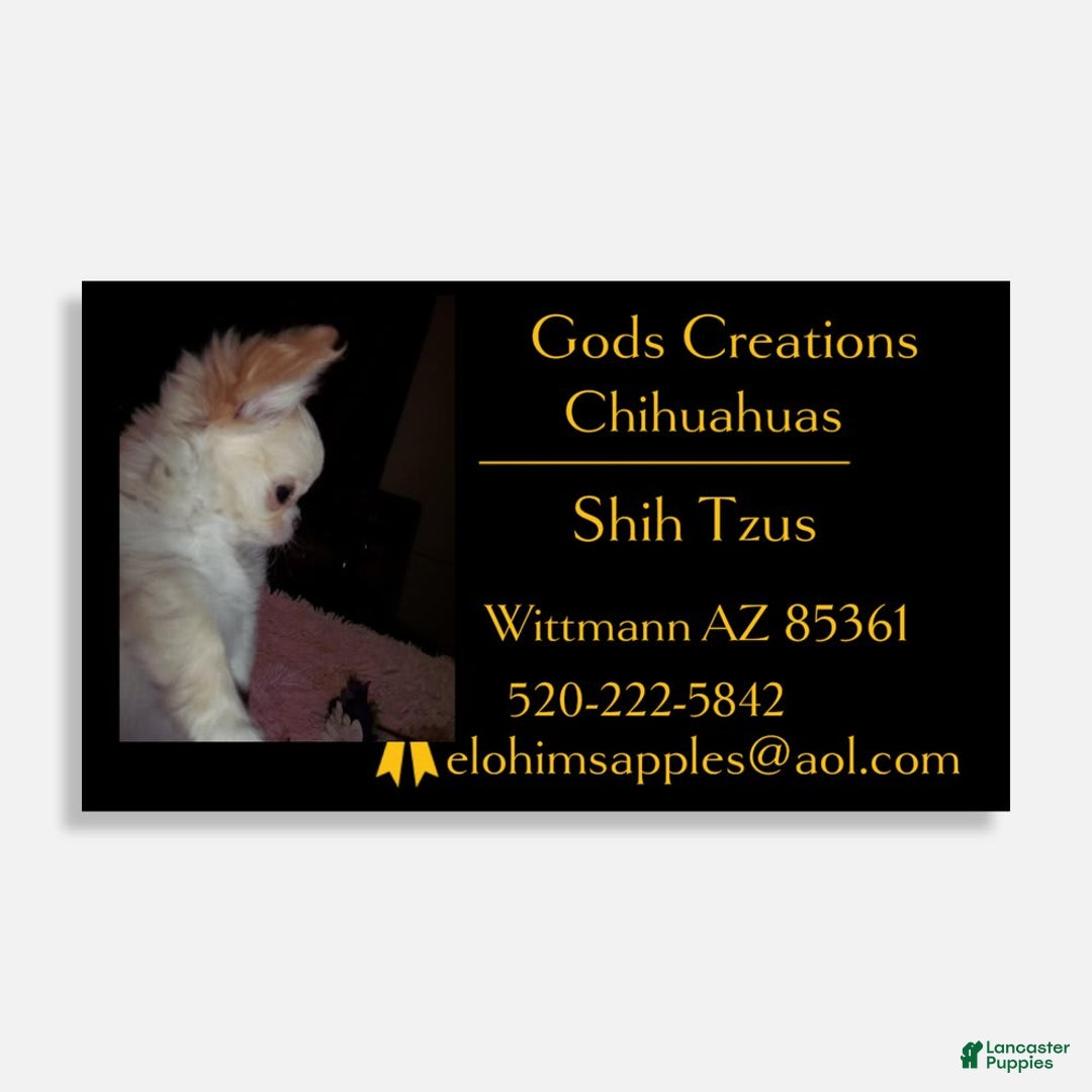 Chihuahua dogs for sale: Teacup Skittles - Image 8