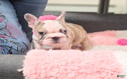 French Bulldog dogs for sale: Marshmello - Image 2
