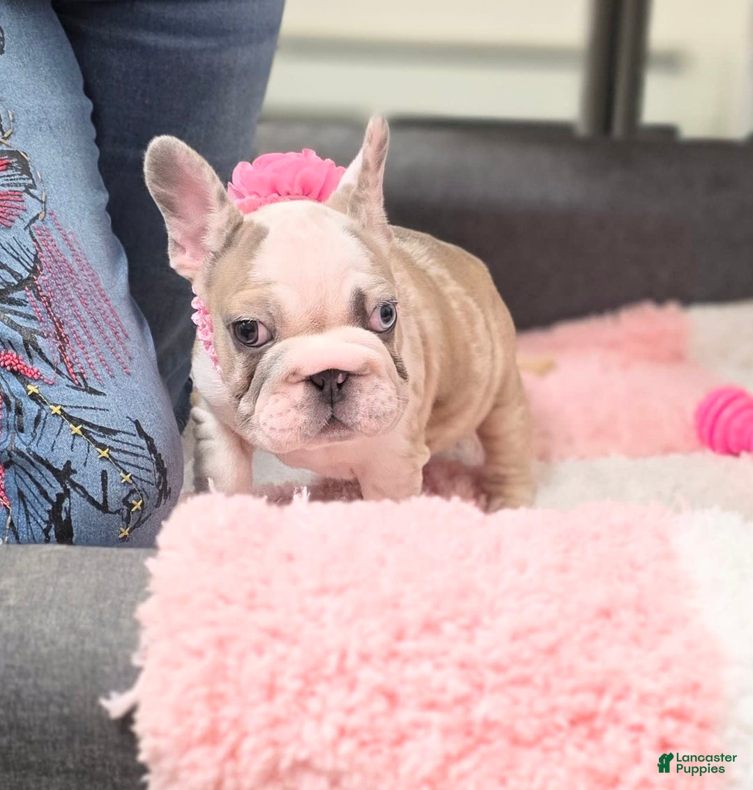 French Bulldog dogs for sale: Marshmello - Image 2