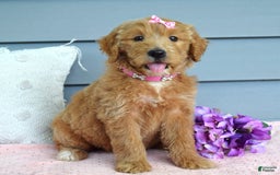Goldendoodle dogs for sale: Chanel - Image 5