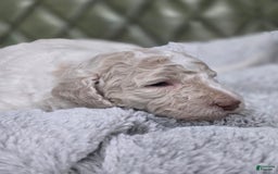 Standard Poodle dogs for sale: Churro - Image 2