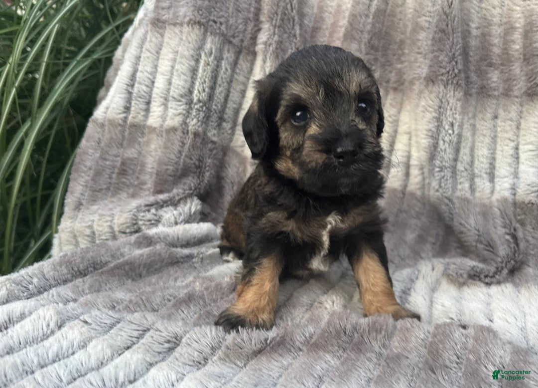 Schnoodle dogs for sale: Rosie - Image 2