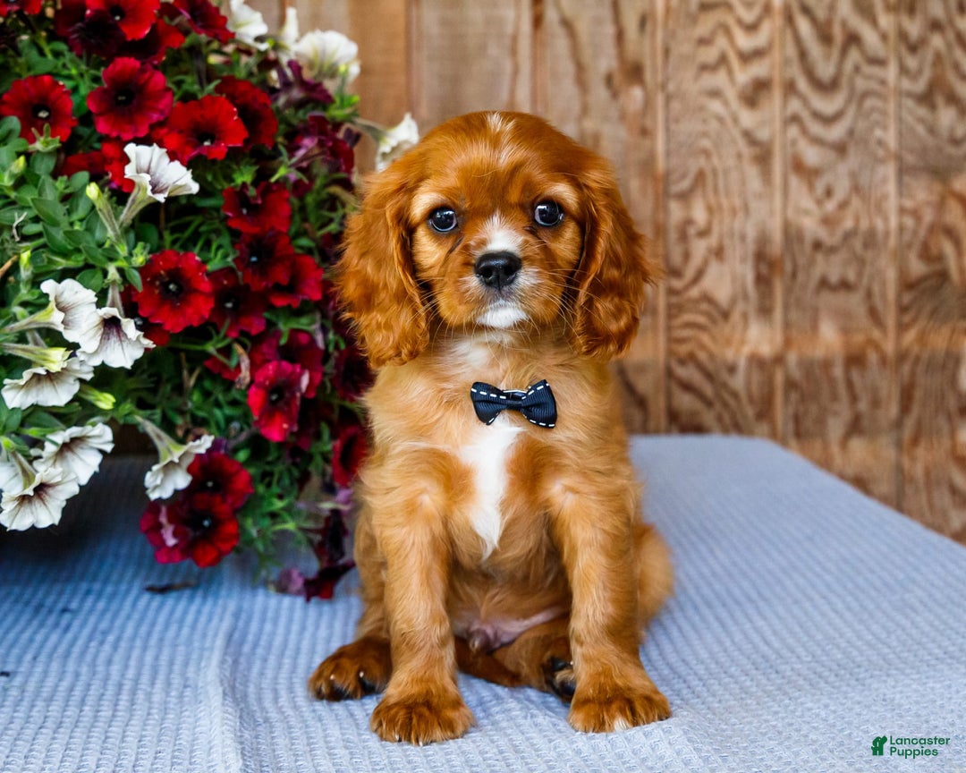 Cavalier King Charles Spaniel dogs for sale: Oliver - Image 16