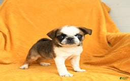 Pug dogs for sale: Pug 6 puppies - Image 2