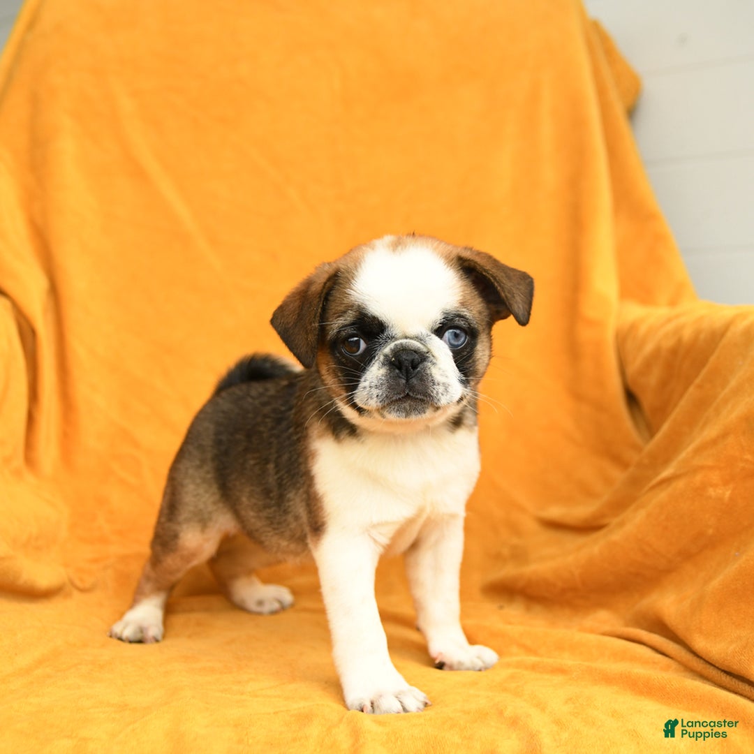 Pug dogs for sale: Pug 6 puppies - Image 2