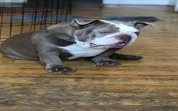 English Bulldog dogs for stud: Crypto - Image 9