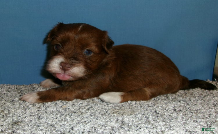 Havanese dogs for sale - Ad 3