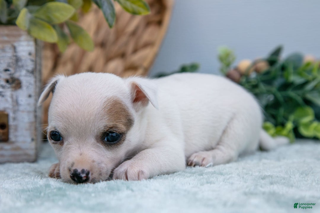 Chihuahua dogs for sale: Nova - Image 4