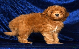 Mini Goldendoodle dogs for sale: Dawson - Image 3