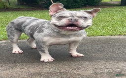 French Bulldog dogs for sale: Breezy - Image 3