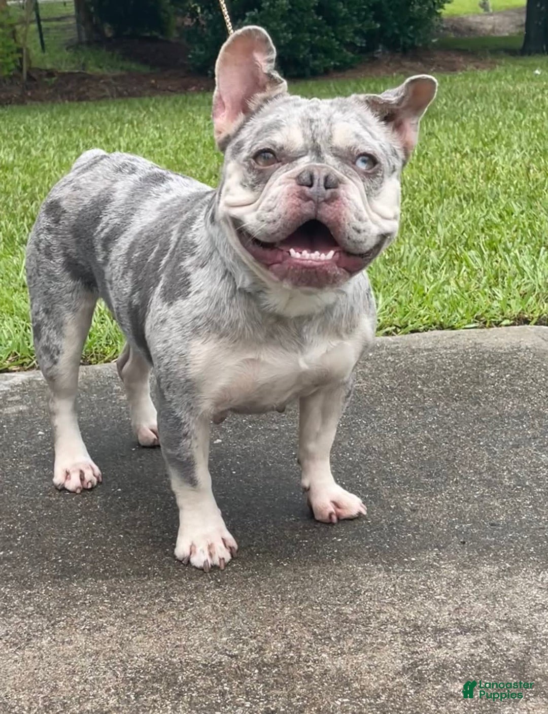 French Bulldog dogs for sale: Breezy - Image 3