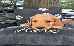 Irish Doodle dogs for sale: Gin - Image 1